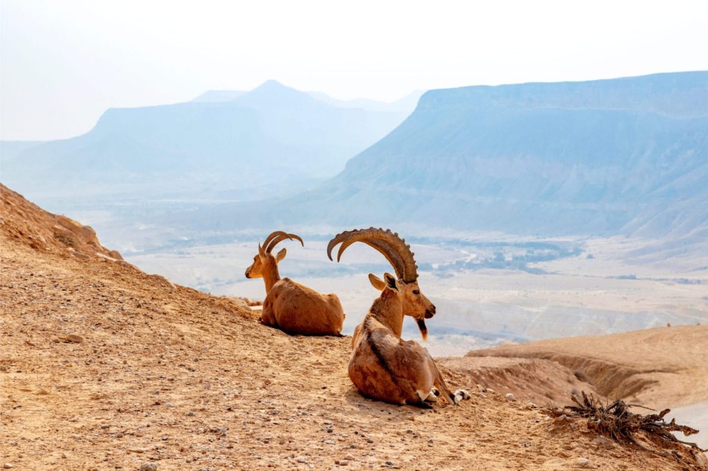 Negev World Desert Strip