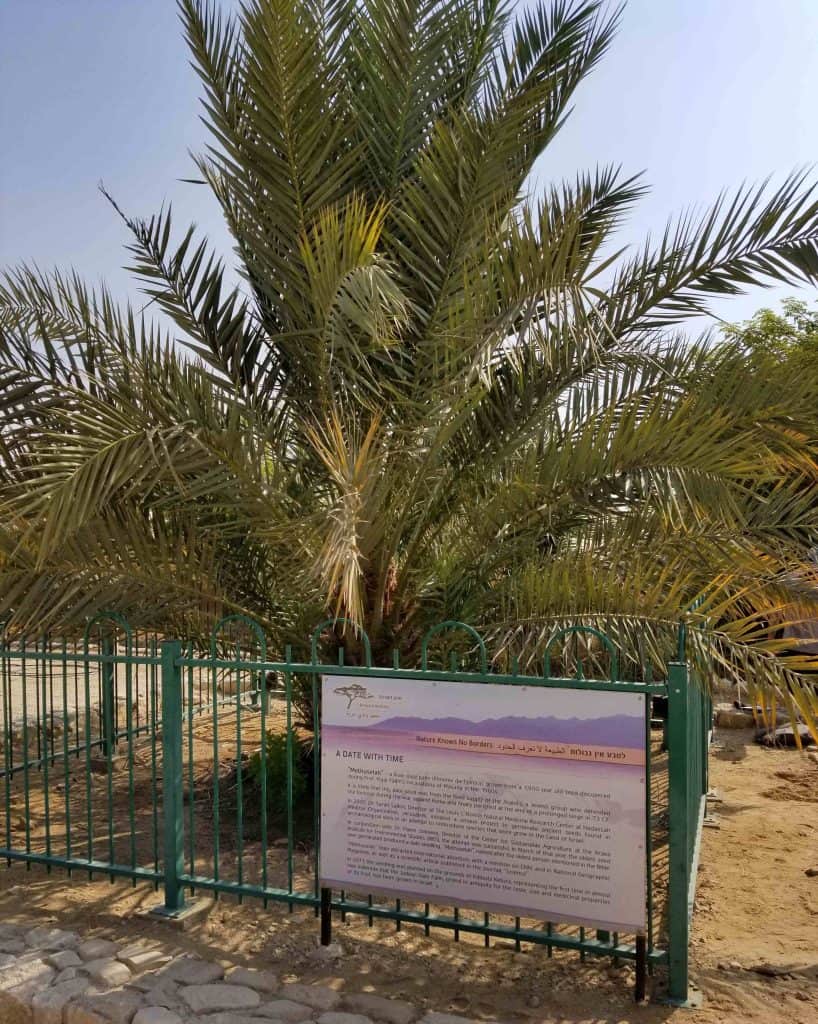 Judean Date Palm - Methuselah-Ketura-