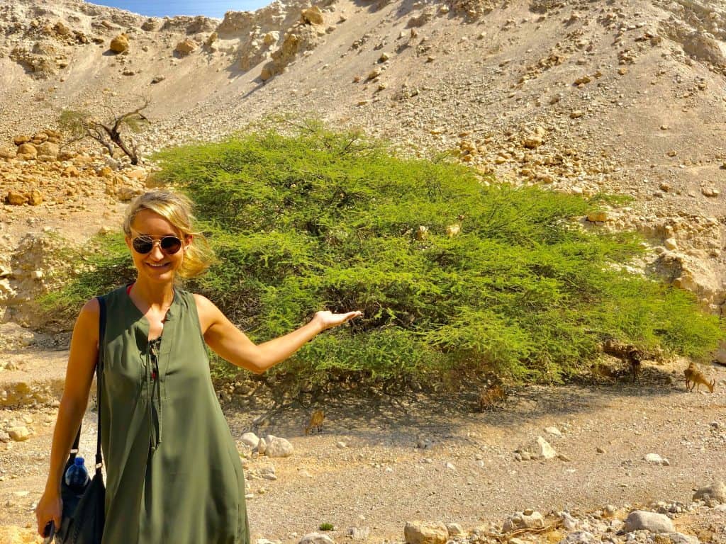 The Acacia Tree In Israel