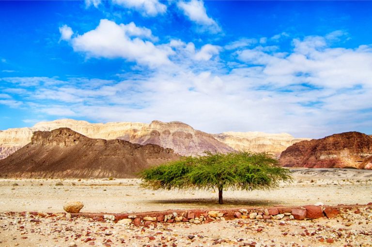 Acacia Tree Israel