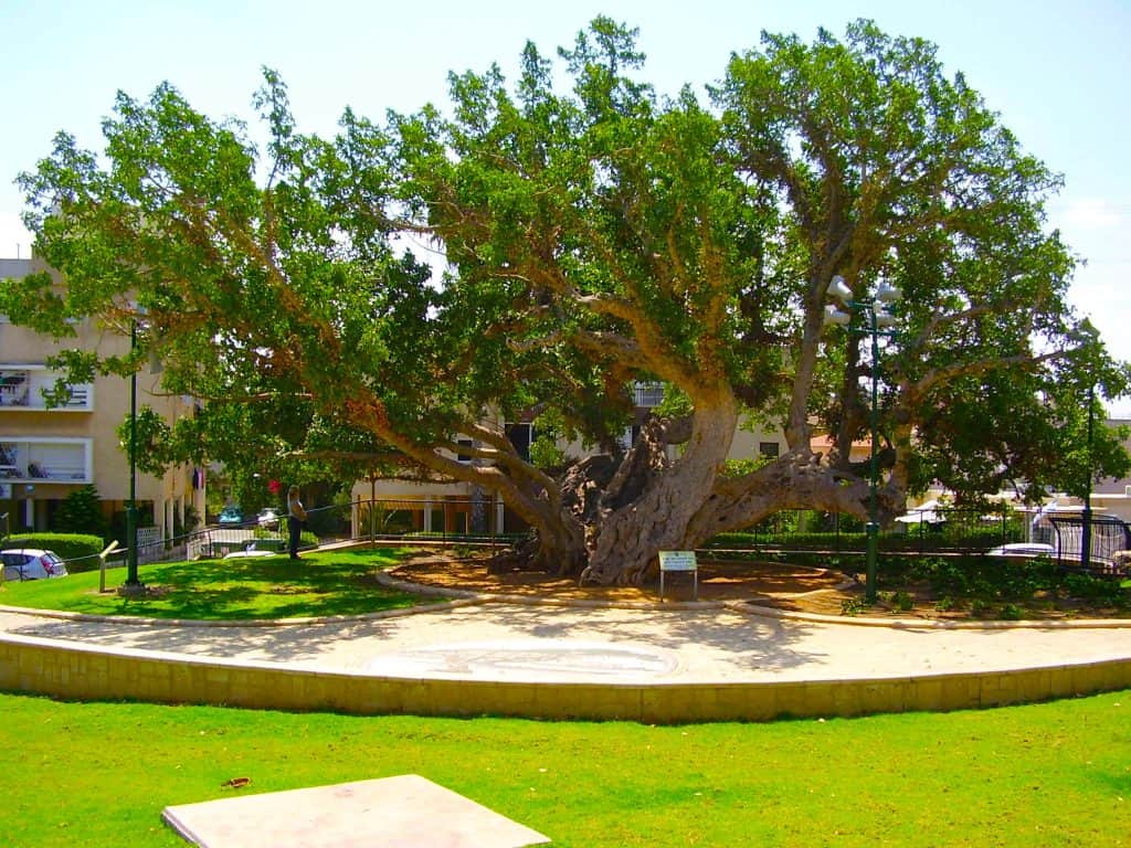 The Sycamore Fig in Israel - The old Sycamore tree in Netanya
