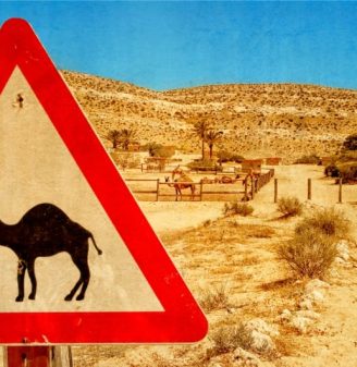 Camel Rides in Israel Sign