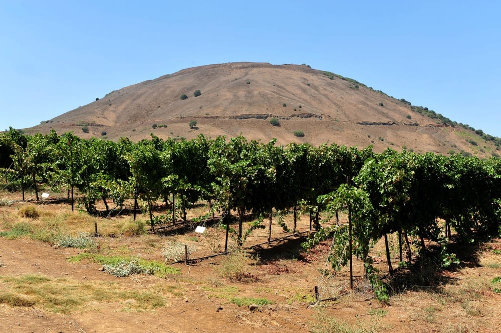 Best Wineries of the Golan