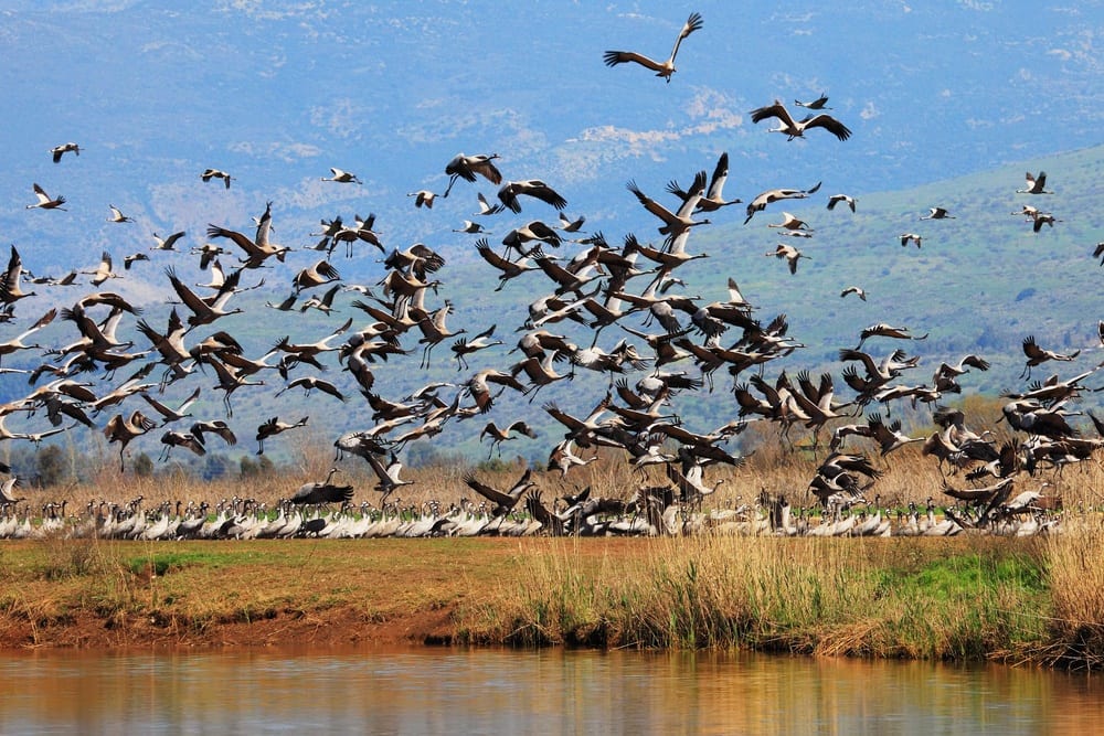 Bird Watching in the Hula Valley