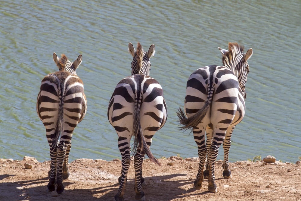 Jerusalem Biblical Zoo