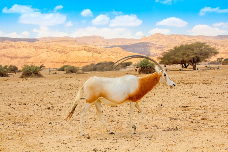 The Promised Land Ten Days Tour - The Arava Wilderness - Hai Bar Yotvata Oryx