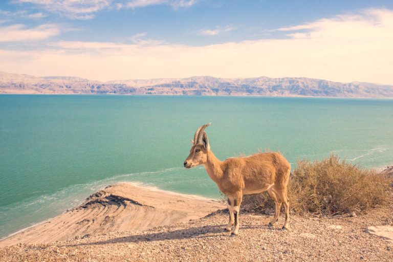 Christian Holy Land Four Day Tour - Dead Sea Ibex