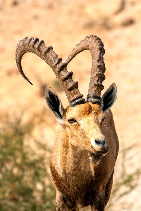 Judaean Desert Ultimate Guide - Nubian Ibex