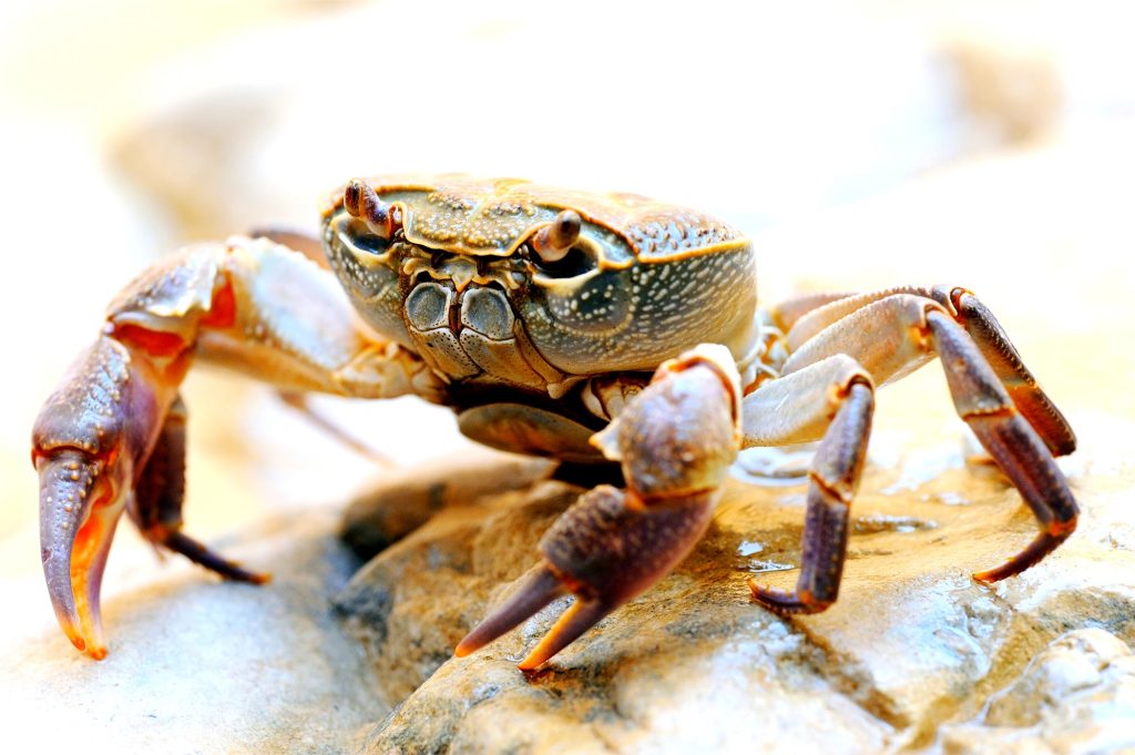 The Fauna of Israel - Freshwater Crab