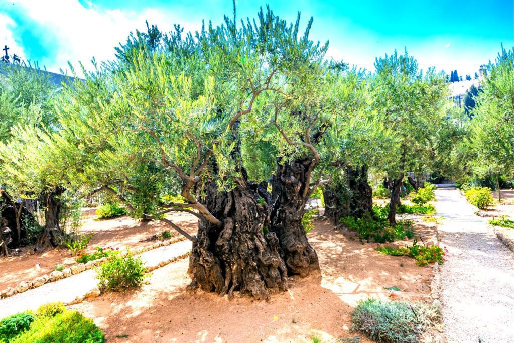 Old City Jerusalem Tour - Gethsemane