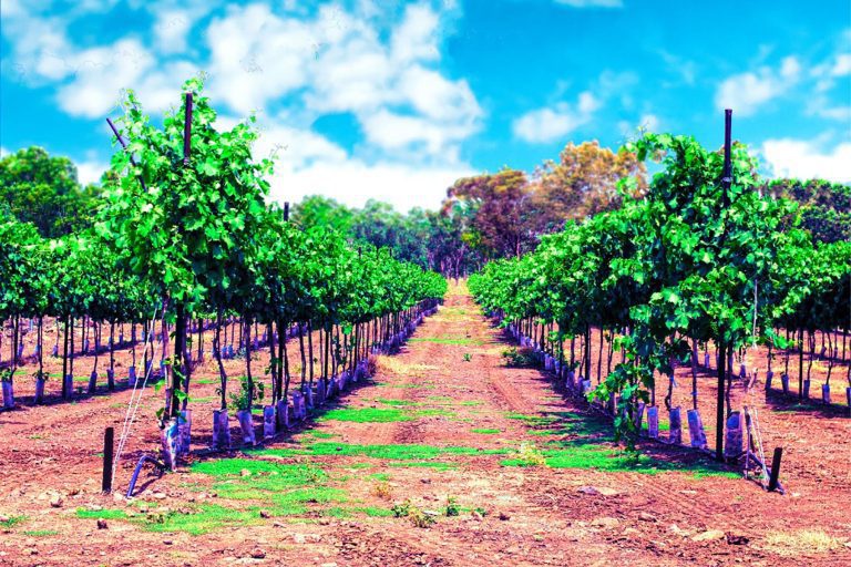 Christian Galilee Tour - Wine Village - Assaf Winery