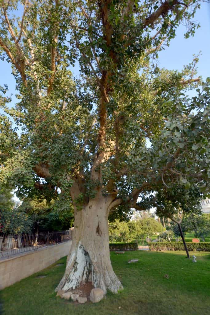 Tree Of Zacchaeus