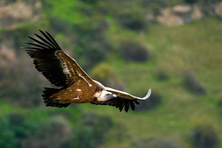 Hai-Bar-Nature-Reserve-Vulture