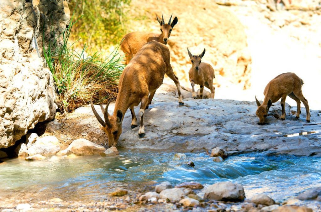 The-Fauna-of-Israel-Ibex-mountain-at-Ein-gedi-reserve-park