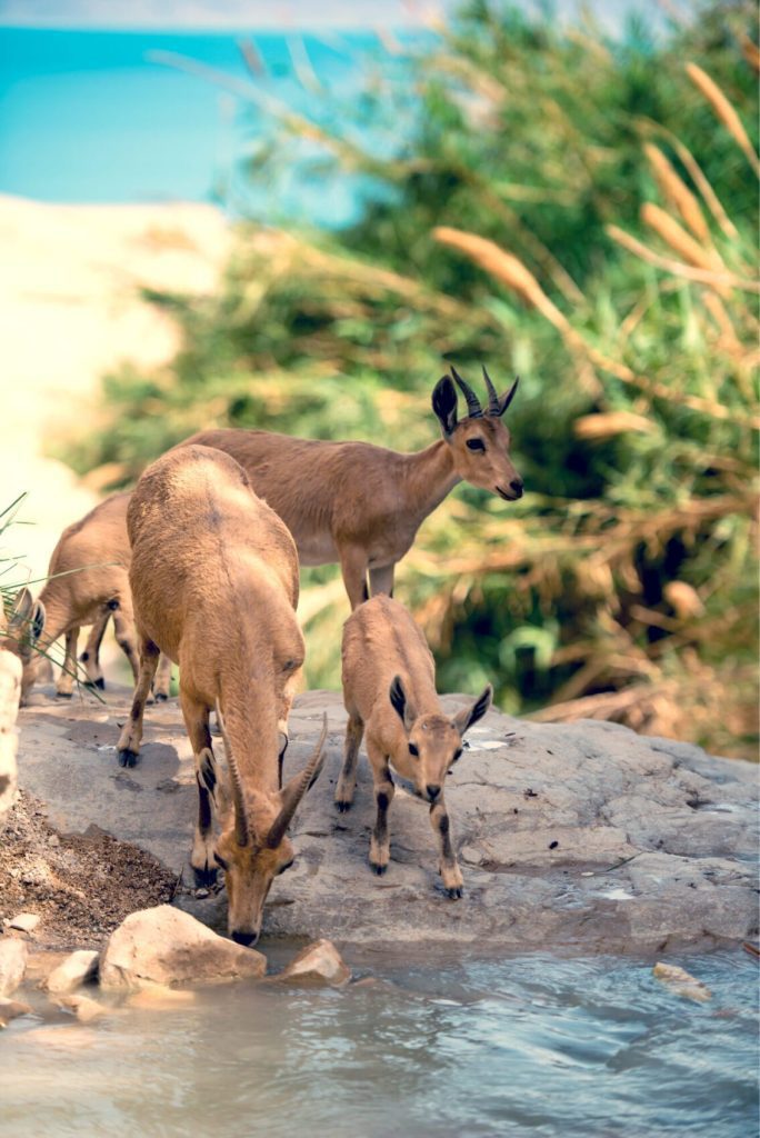 Ein-Gedi-Nature-Reserve-Ibex