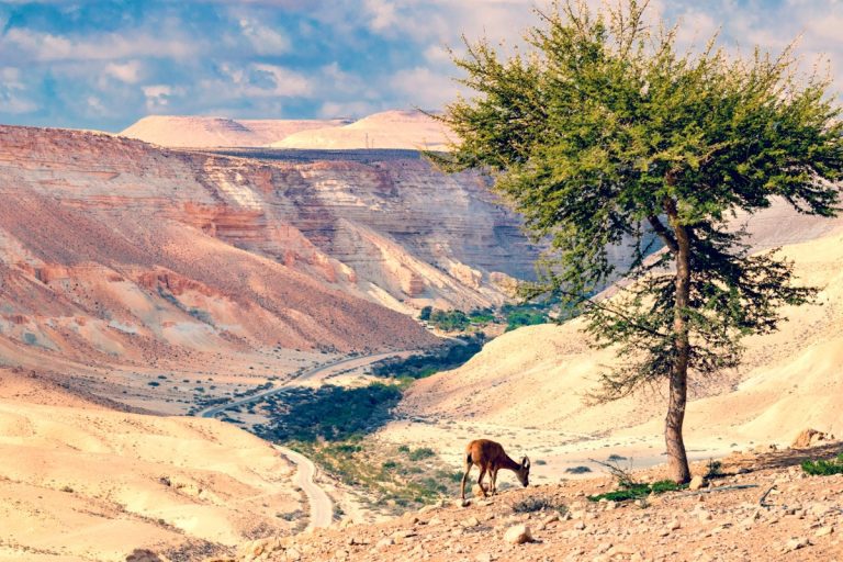 Israel's Best Trails - Ein Avdat Ibex