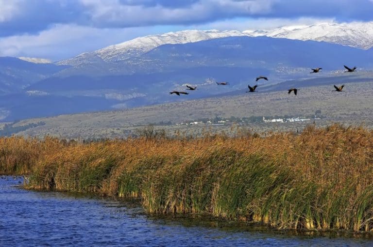 Hula Valley • APT Israel | Tours for the Curious to the Connoisseur