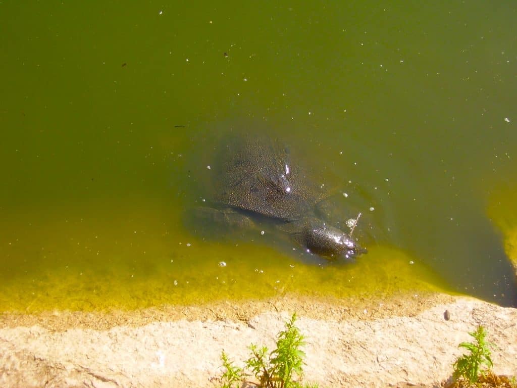 Alexander Stream National Park - Turtle 