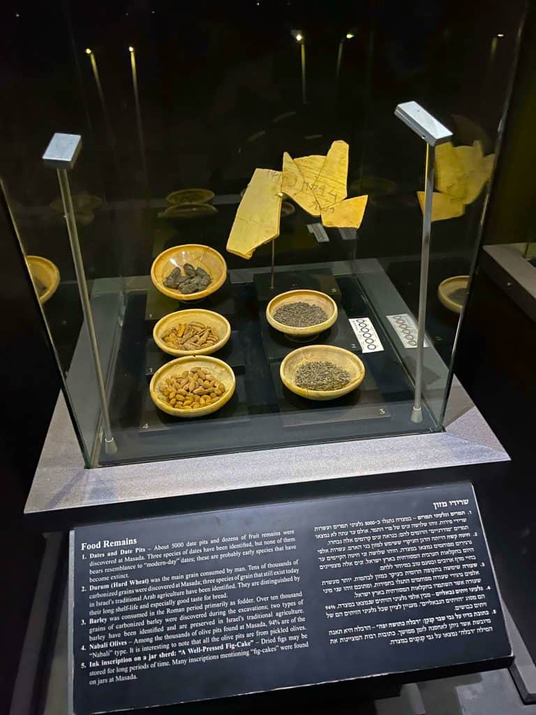 Judean-Date-Palm-Masada-Museum