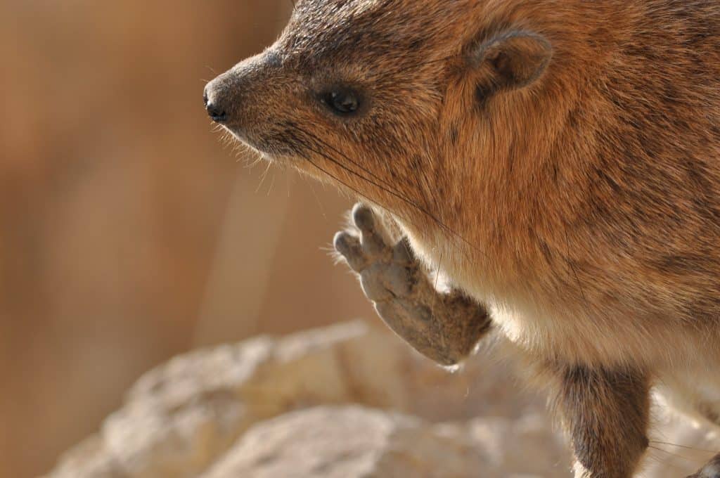 Rock Hyrax