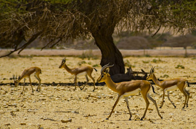 The Acacia Tree - Dorcas Gazelle
