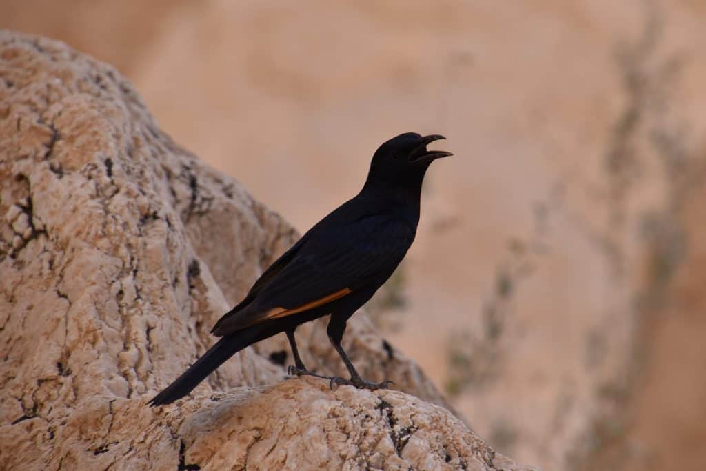 Tristram's,Starling