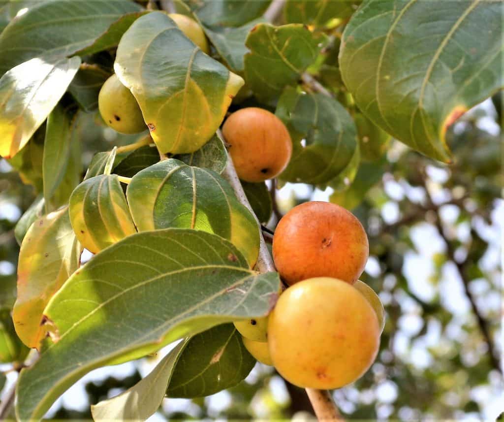 Ziziphus Spina Christi - Fruit 