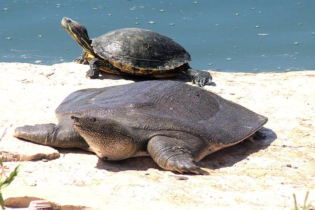 nile river turtles