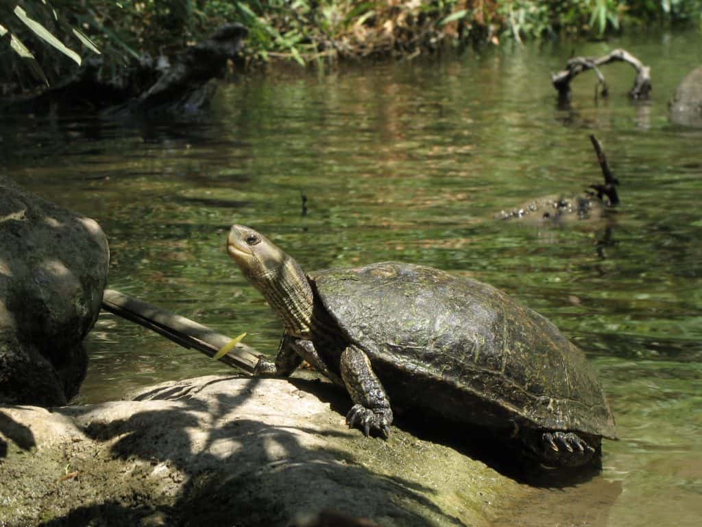 Balkan-Pond-Turtle