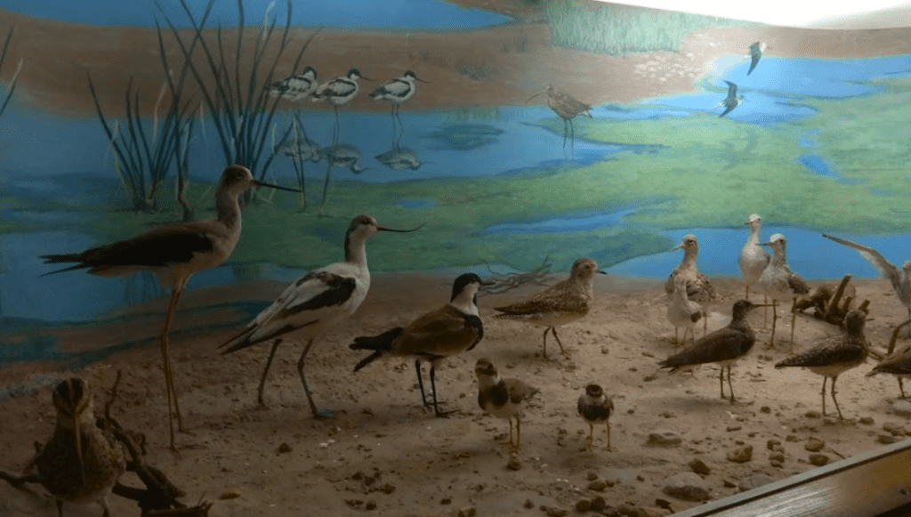 Beit Ussishkin Nature Museum - Display