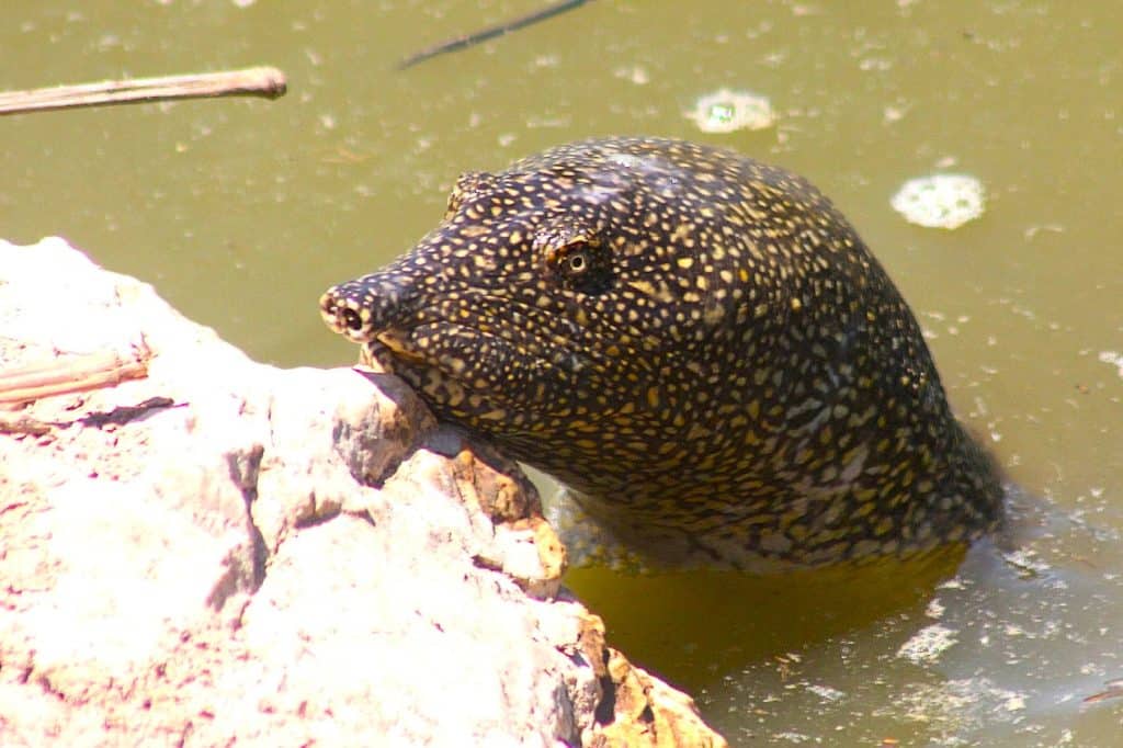 Nile Softshell Turtle • Fauna Of Israel • Holy Land Private Tours 