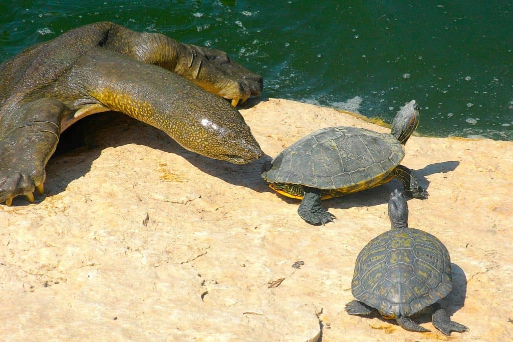 Nile Softshell Turtle