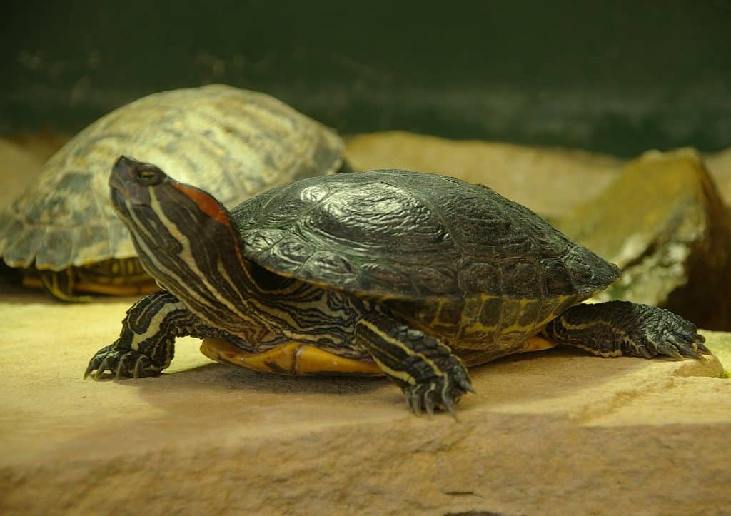 Red-eared Slider