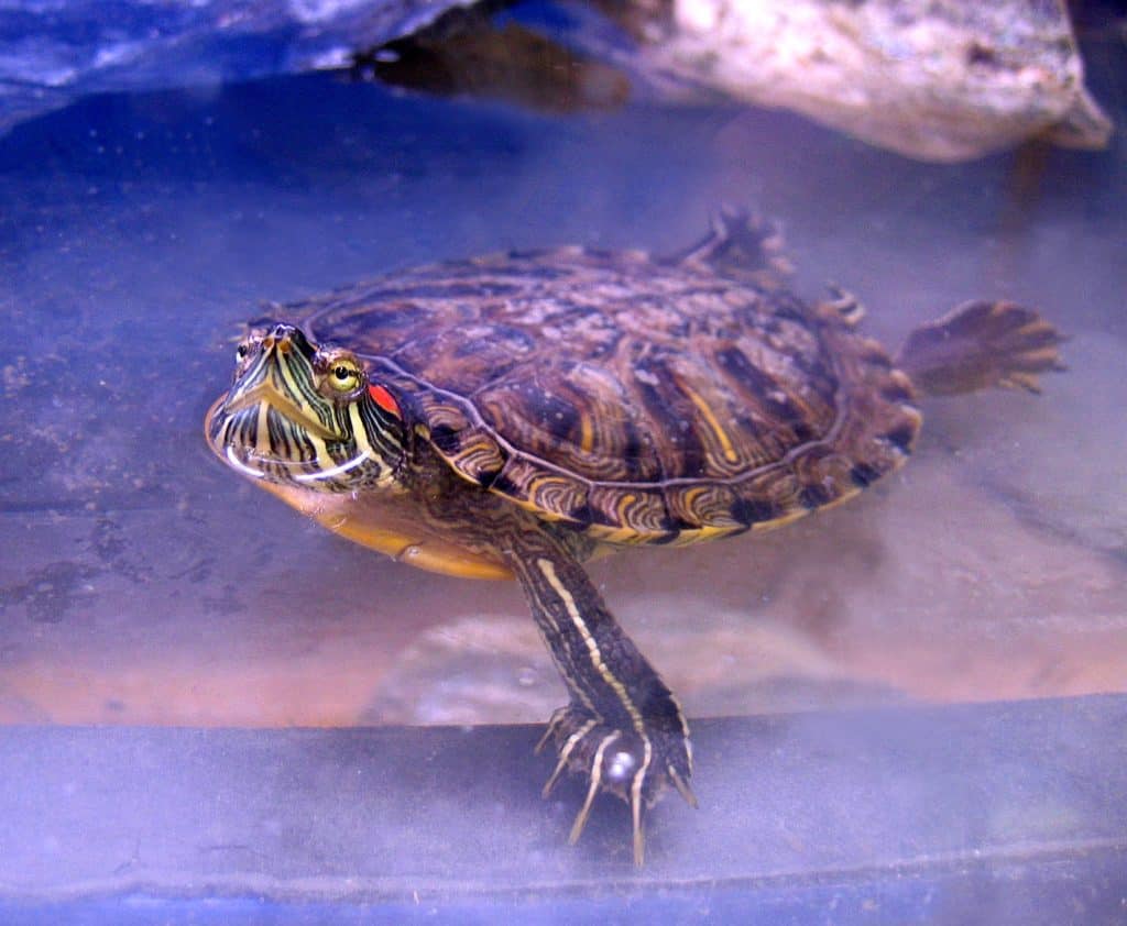 Red-eared Slider Zoom