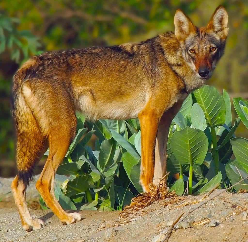 Arabian wolf in Jordan Front