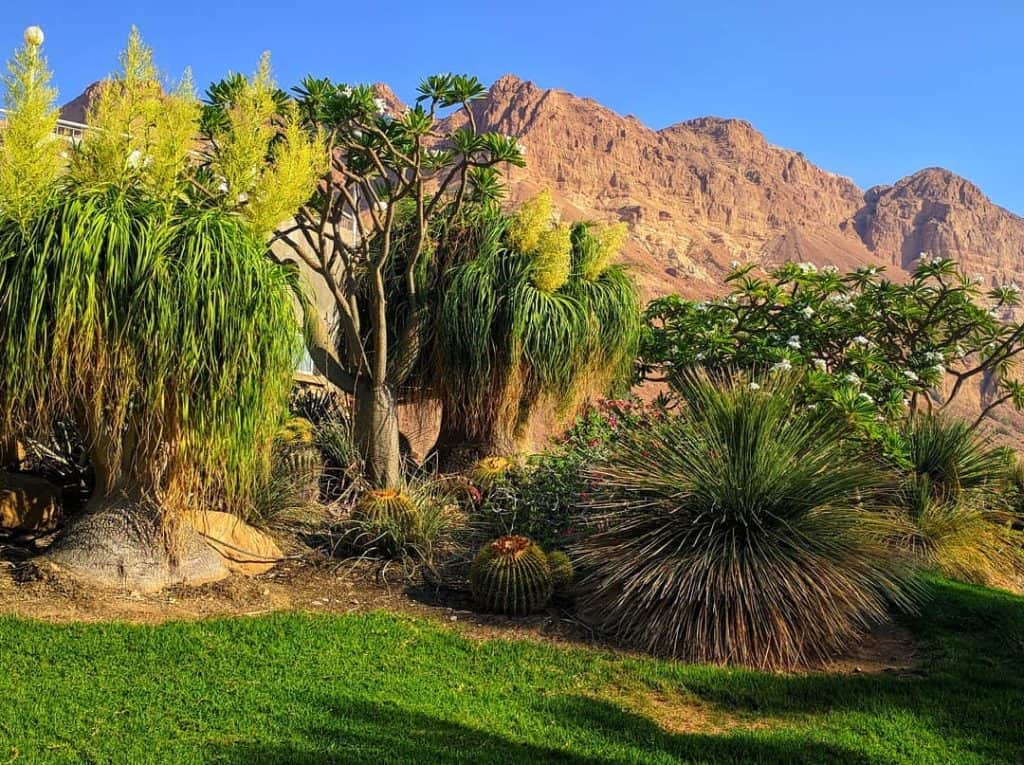 Ein Gedi Botanical Garden