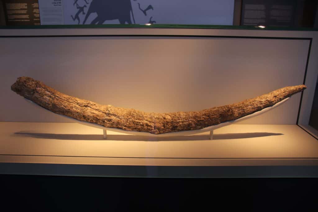 Stone-Age-Tour-Ancient-Elephant-Tusk