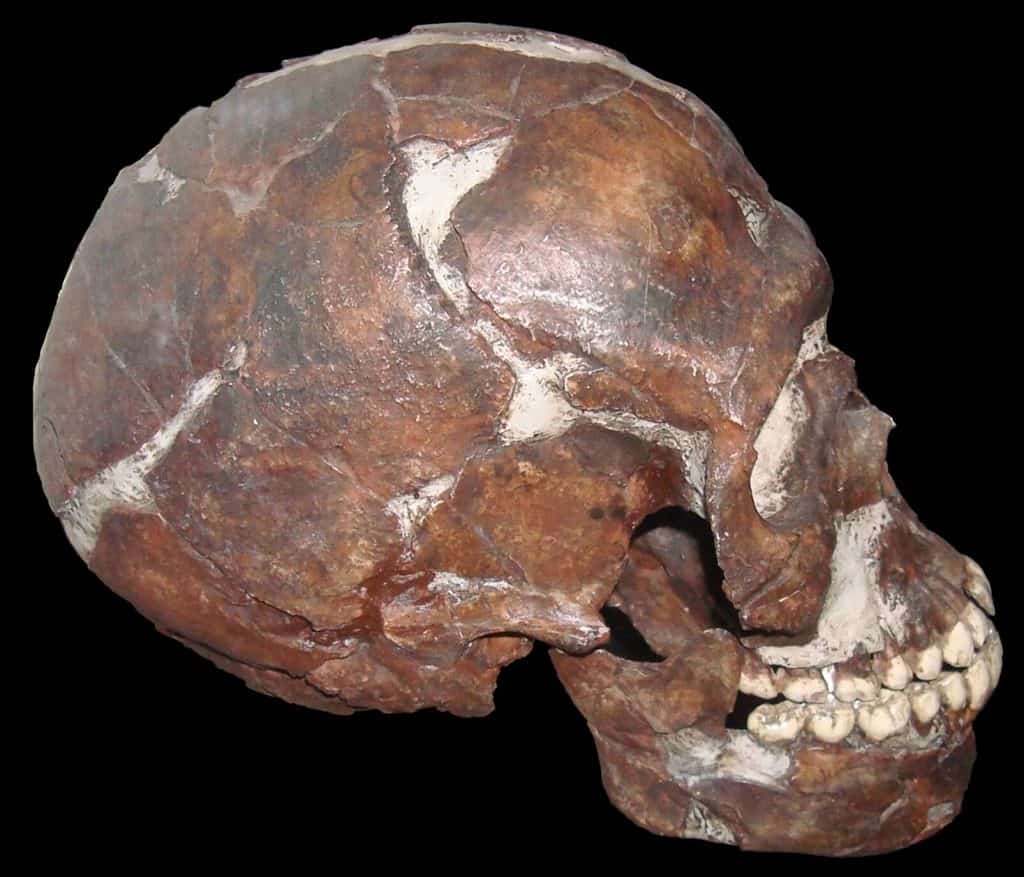 Qafzeh-Cave-Skull