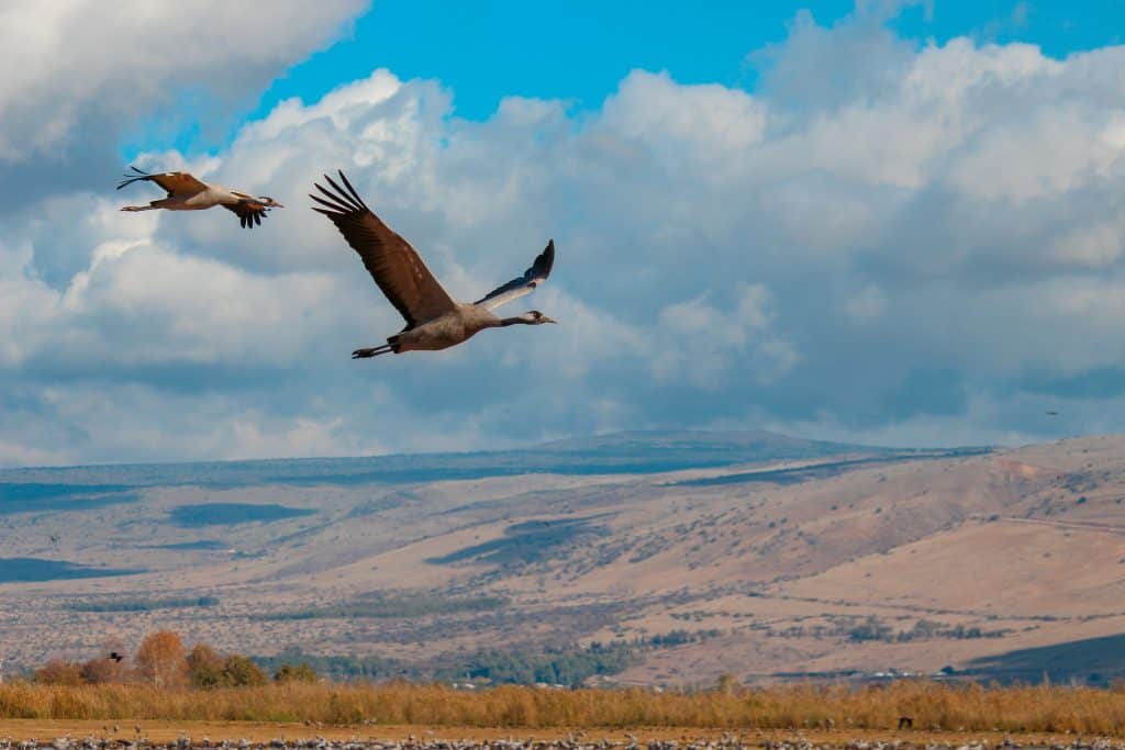 Birdwatching in the Hula Valley
