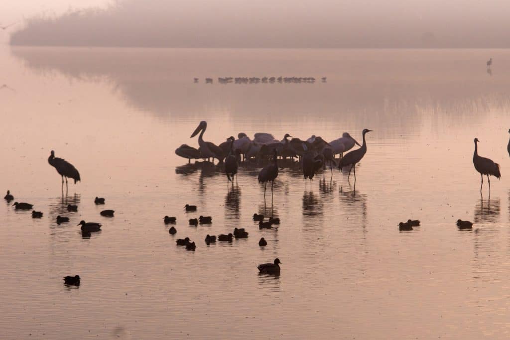 Hula Lake Nature Reserve