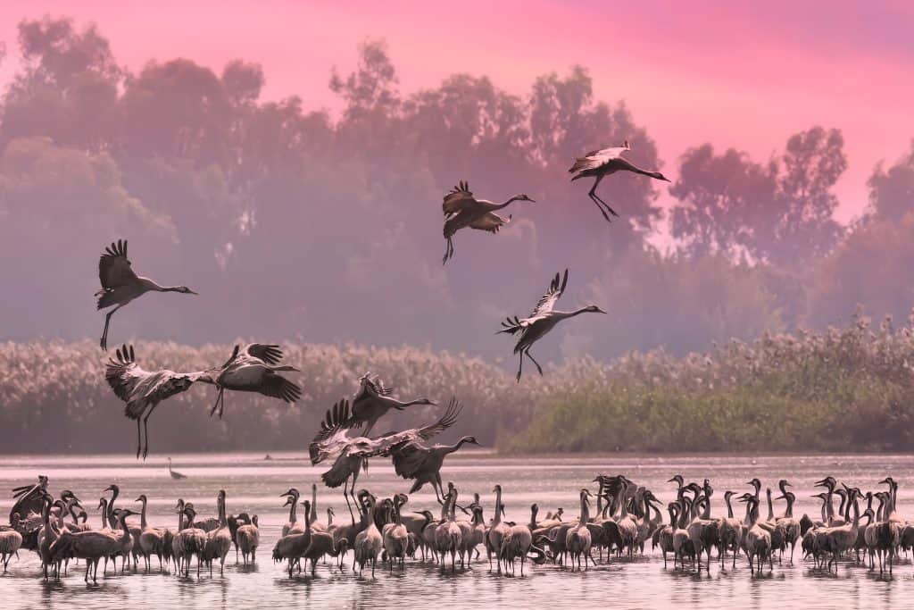 Hula Valley Cranes