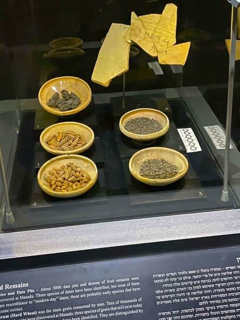 Judean-Date-Palm-Masada-Museum