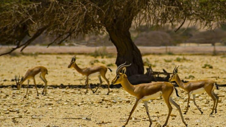 The Acacia Tree - Dorcas Gazelle