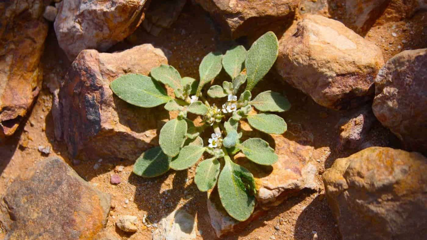 The Rose of Jericho Plant