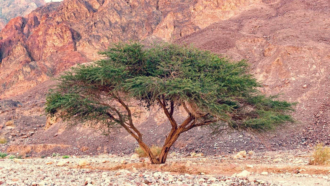 Wildlife In The Arava Valley: Umbrella Thorn Acacia