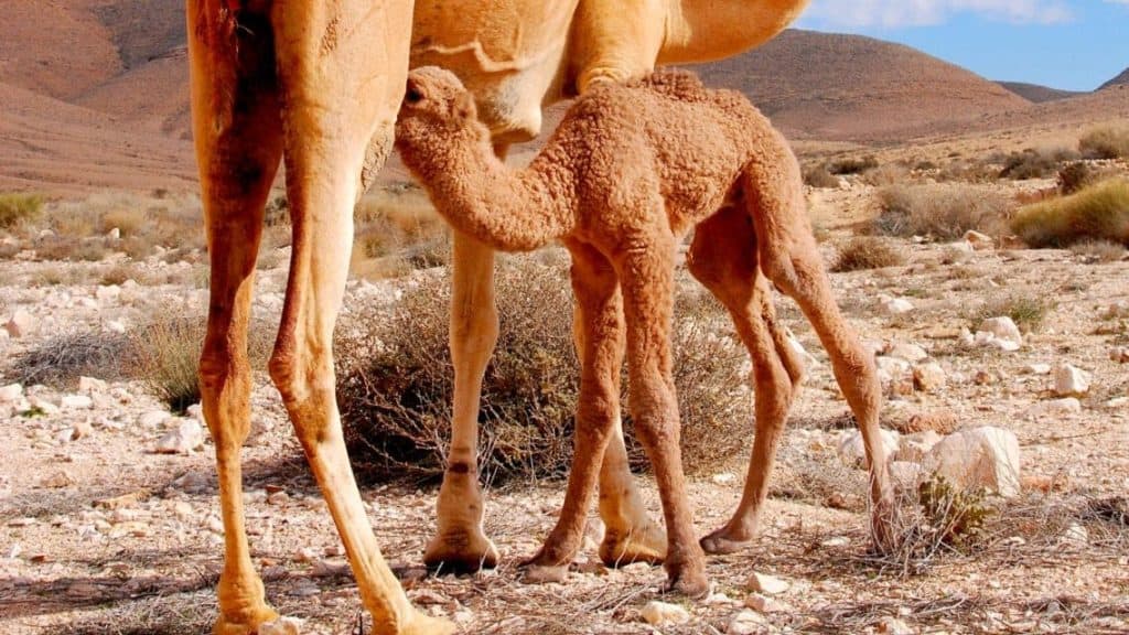 Negev Ultimate Guide - Camel Ride